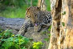 Yala National Park