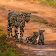 Yala National Park