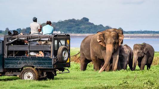 Yala National Park