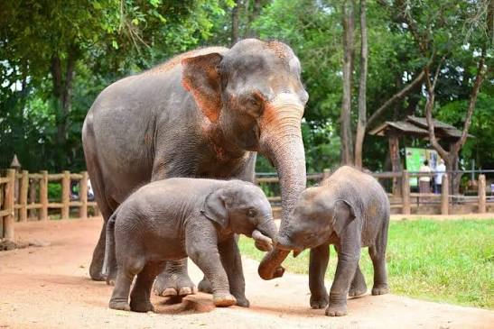 Pinnawala Elephant Orphanage